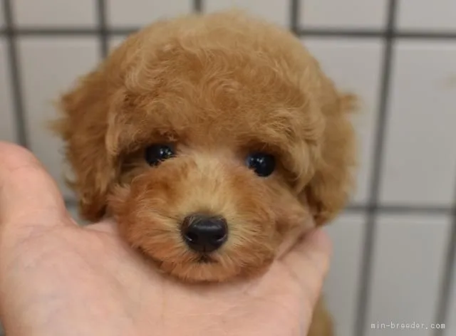 ID：1707-00412の子犬