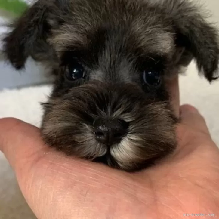 ID:2408-07082の子犬