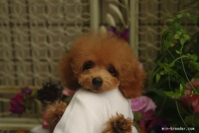 ID:1509-01446の子犬