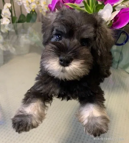 ID：2108-02770の子犬