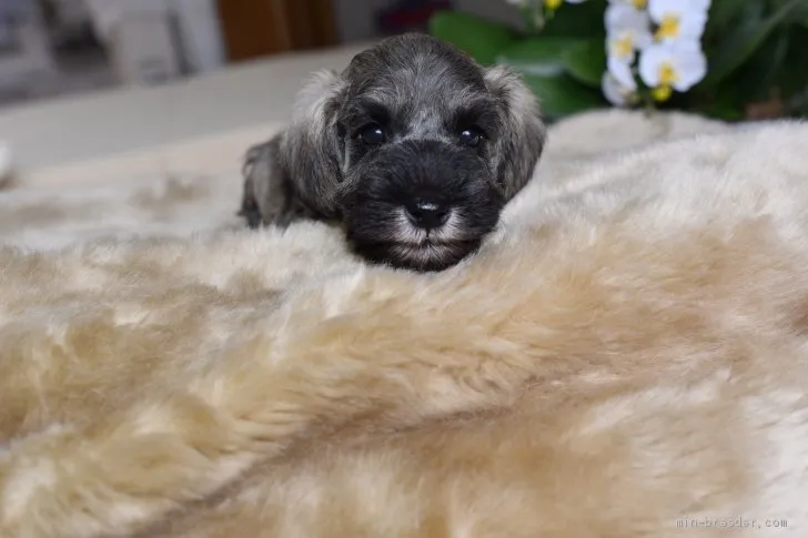 ID：2003-00098の子犬