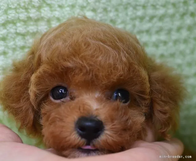 ID：1808-02768の子犬