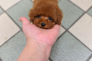 トイプードル(ティーカップ)【広島県・女の子・2018年8月24日・レッド】の写真「血統優秀　とてもおとなしくてお顔がかわいい子」