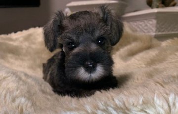 ミニチュアシュナウザー【広島県・女の子・2020年10月25日・ソルトアンドペッパー】の写真「血統が良く美しいお顔が自慢です。」