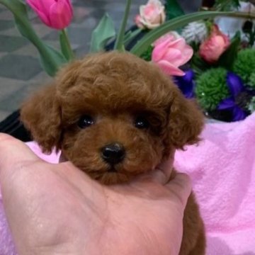 トイプードル(ティーカップ)【広島県・女の子・2023年2月7日・レッド】の写真「血統優秀スタイル抜群お顔も可愛い女の子💛」