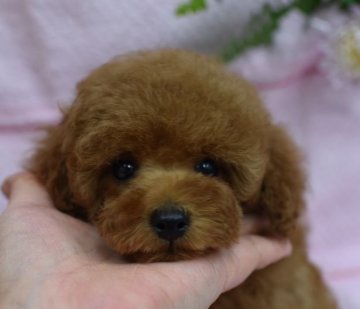 トイプードル(タイニー)【広島県・男の子・2018年11月13日・レッド】の写真「超優良血統　両親カナダチャンピオン」