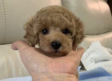 トイプードル(タイニー)【広島県・女の子・2021年10月15日・アプリコット】の写真「とてもきれいなアプリコット」