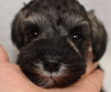 ミニチュアシュナウザー【広島県・女の子・2018年2月4日・ソルトアンドペッパー】の写真「父親カナダチャンピオン母親準外産（両親ＡＭＣＡＮ」