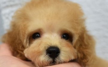 トイプードル(ティーカップ)【広島県・男の子・2019年8月15日・アプリコット】の写真「超優良血統　スタイル良し　」