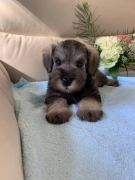 ミニチュアシュナウザー【広島県・女の子・2022年3月10日・ソルトアンドペッパー】の写真「お顔の可愛い女の子」