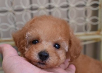 トイプードル(ティーカップ)【広島県・男の子・2019年2月6日・アプリコット】の写真「血統超優秀　スタイル抜群　賢い男の子」