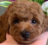 トイプードル(タイニー)【広島県・女の子・2021年7月18日・レッド】の写真「綺麗なオレンジレッドの父親はカナダチャンピオン」