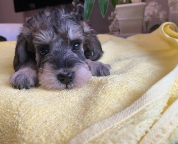 ミニチュアシュナウザー【広島県・女の子・2021年12月22日・ソルトアンドペッパー】の写真「血統優秀お顔の可愛い女の子」