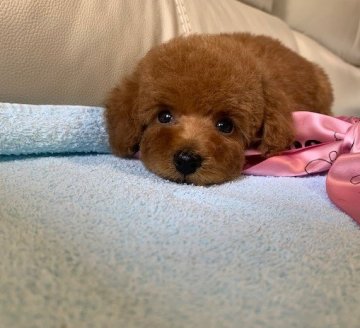 トイプードル(タイニー)【広島県・女の子・2022年2月24日・レッド】の写真「外国チャンピオン直娘」