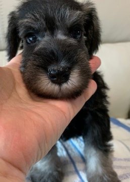 ミニチュアシュナウザー【広島県・男の子・2021年6月27日・ソルトアンドペッパー】の写真「血統が良く可愛いお顔が自慢です。」