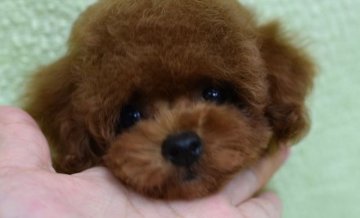 トイプードル(ティーカップ)【広島県・男の子・2018年7月12日・レッド】の写真「血統優秀　お顔が可愛くスタイル良し❤」