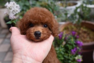 トイプードル(タイニー)【広島県・男の子・2018年8月24日・レッド】の写真「血統優秀　毛量の多い可愛い男の子」