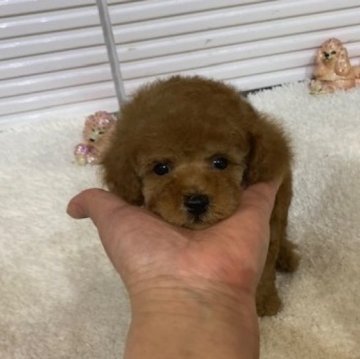 トイプードル(ティーカップ)【広島県・男の子・2024年4月26日・アプリコット】の写真「血統優秀　可愛いお顔の男の子」