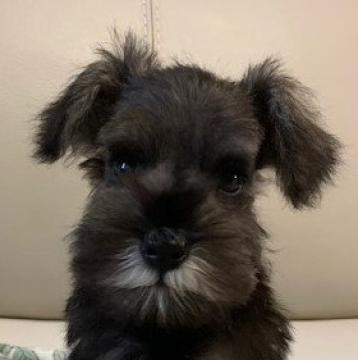 ミニチュアシュナウザー【広島県・男の子・2022年7月2日・ソルトアンドペッパー】の写真「血統優秀小さくてお顔の可愛い男の子」