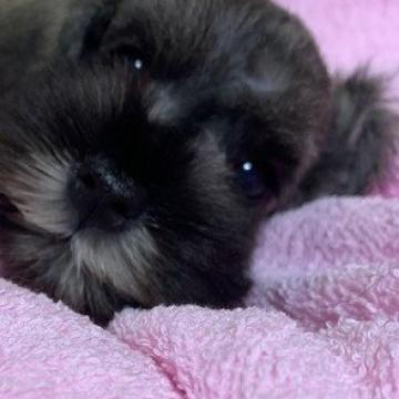 ミニチュアシュナウザー【広島県・男の子・2022年8月6日・ソルトアンドペッパー】の写真「血統優秀お顔の可愛い子」