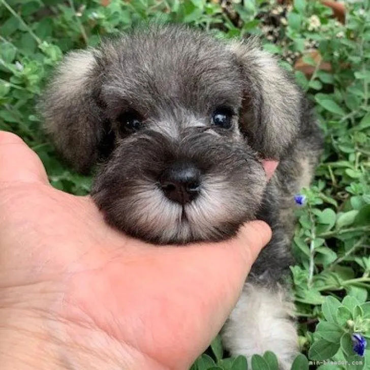 Y.H 様のお迎えした子犬