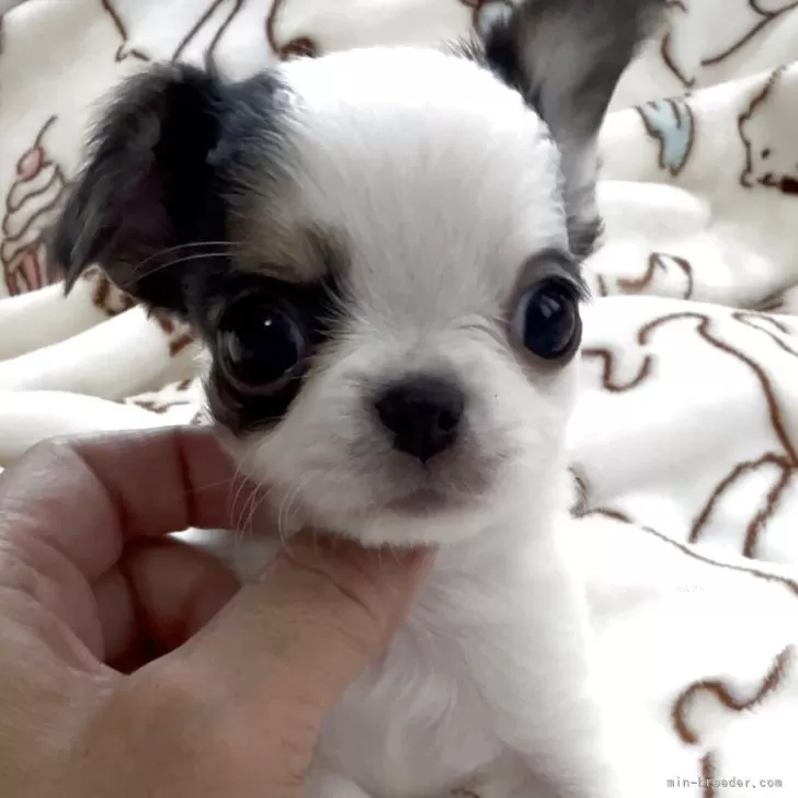 ID：2505-02495の子犬