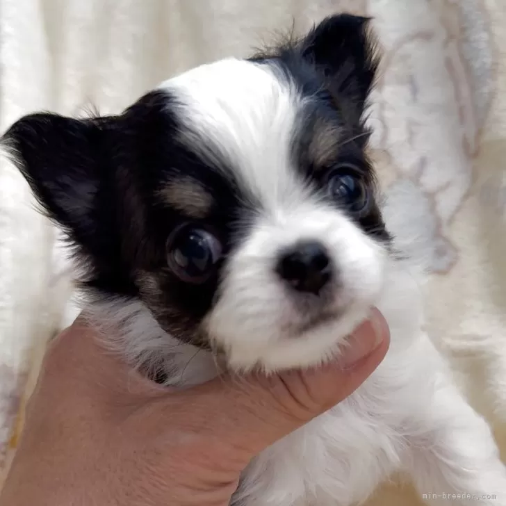 チワワ(ロング)【福岡県・男の子・2025年11月2日・ホワイト&amp;ブラックタン】の写真1