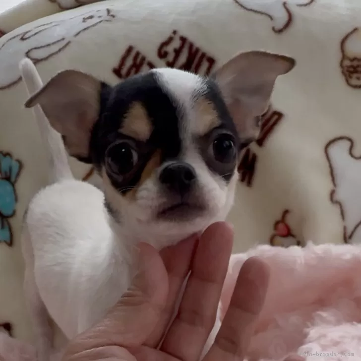 ID：2410-01634の子犬