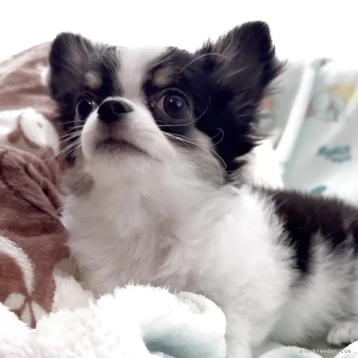 チワワ(ロング)【福岡県・男の子・2025年11月2日・ホワイト&amp;ブラックタン】の写真1