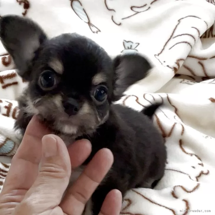 ID:2505-02496の子犬
