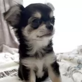 チワワ(ロング)