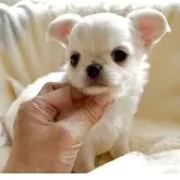 チワワ(ロング)