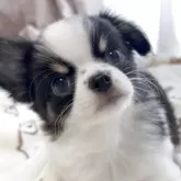 チワワ(ロング)