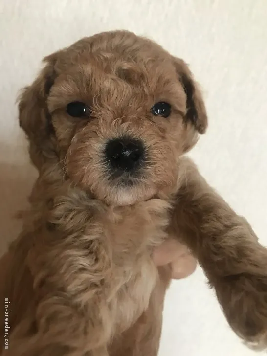 ID：1807-01550の子犬