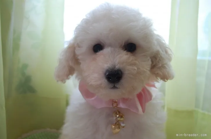 ID：1601-01464の子犬