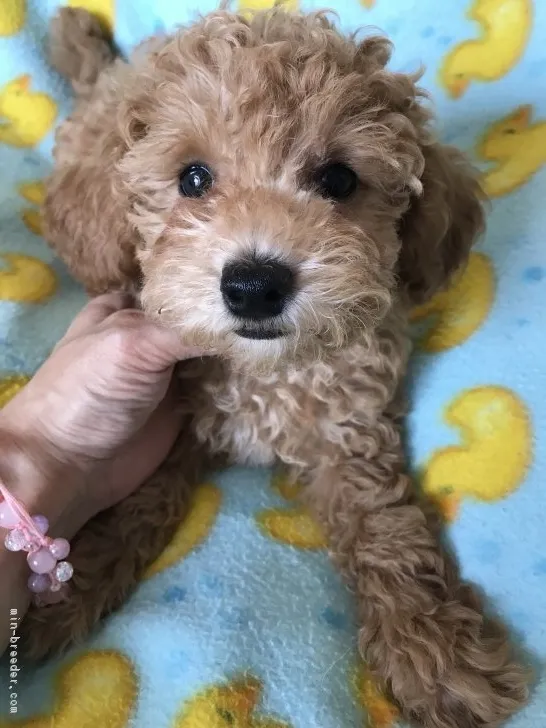 ID：1808-00014の子犬