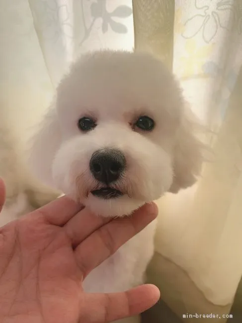 ID:1911-00720の子犬