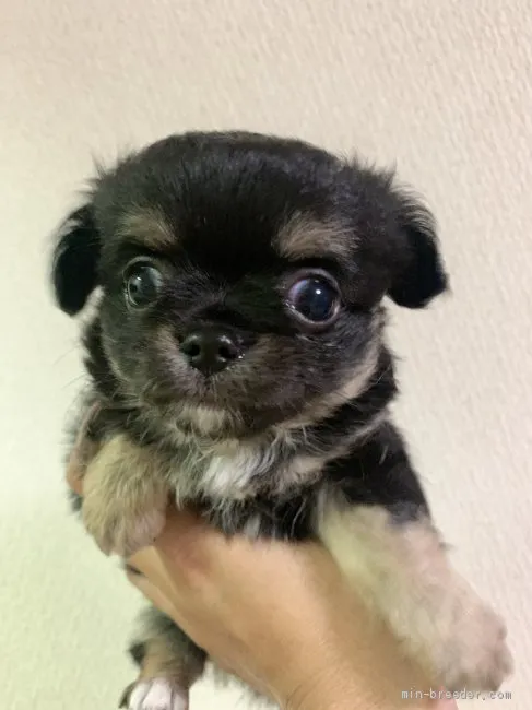 ID:2006-01802の子犬