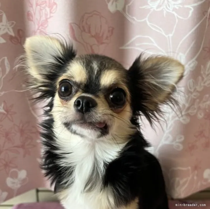 マリン 様のお迎えした子犬