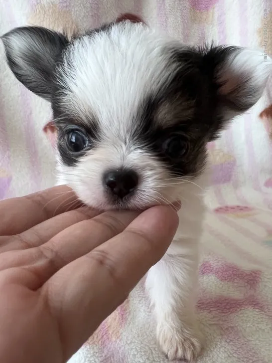 ID:2203-01460の子犬
