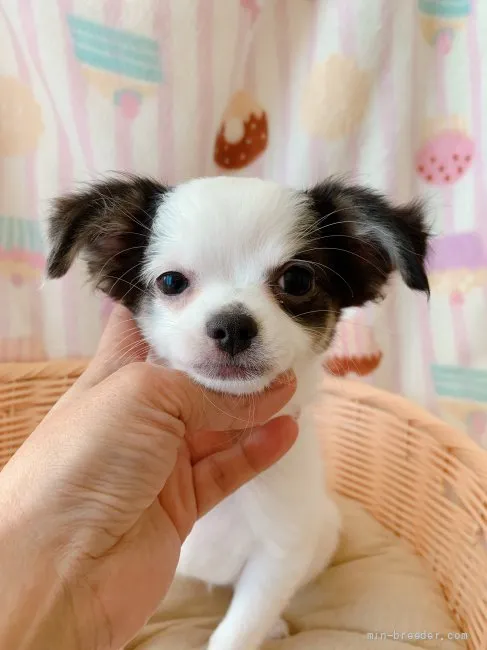 松風 様のお迎えした子犬