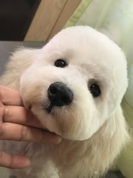 トイプードル(トイ)【福岡県・男の子・2019年3月12日・ホワイト】の写真「最終価格です☆」