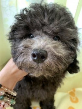 トイプードル(トイ)【福岡県・女の子・2019年6月27日・シルバー】の写真「おっとりな女の子です♡」