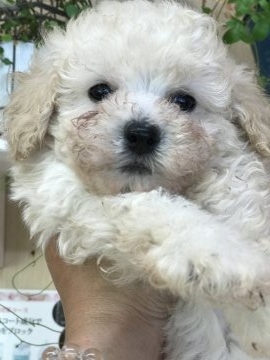 トイプードル(トイ)【福岡県・女の子・2018年3月27日・ホワイト】の写真「今日まで募集です！」
