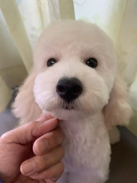 トイプードル(トイ)【福岡県・女の子・2019年9月16日・ホワイト】の写真「3月末まで特別価格！」