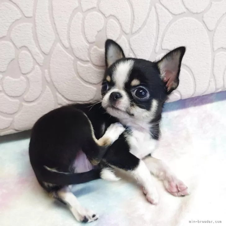 ID：2508-06598の子犬