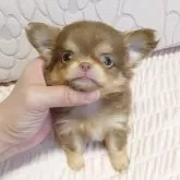チワワ(ロング)