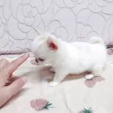 チワワ(ロング)