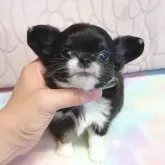 チワワ(ロング)