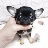 チワワ(スムース)